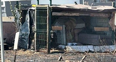 Çanakkale'de yol kenarında çıkan yangında köpek mahsur kaldı