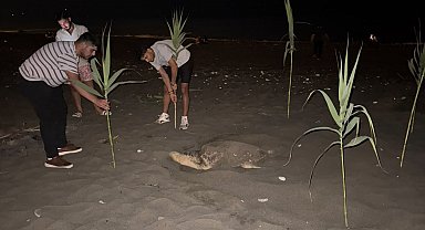 Caretta carettayı yuva yaparken gören gençler, duyarlılık gösterdi önlem aldı