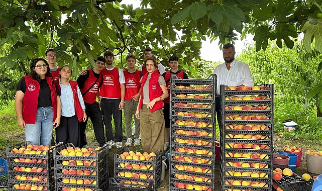 Çarşamba'da 'Gönüllü Hasat Etkinliği'