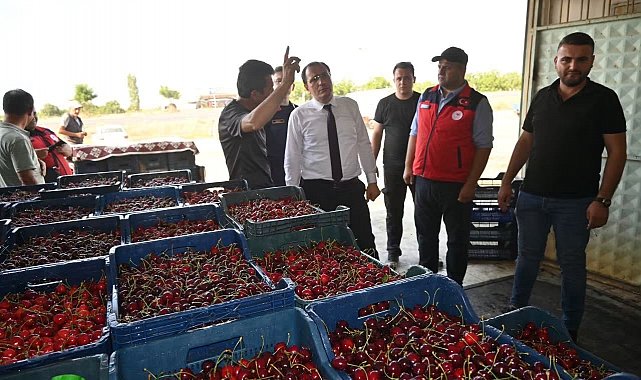 Çay'da kiraz hasadı başladı