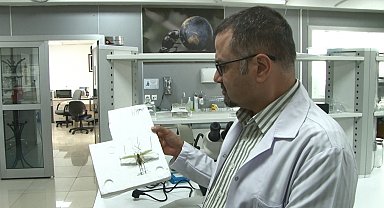 Çekirge paniğine uzman yorumu: "İstila söz konusu değil"