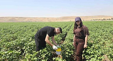 Cizre'de pamuk tarlalarına "Feromon Tuzaklı" koruma