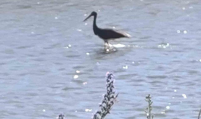 Çoruh Nehri'nde balık avlayan kara leylek kamerada