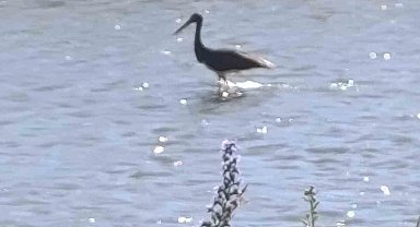 Çoruh Nehri'nde balık avlayan kara leylek kamerada