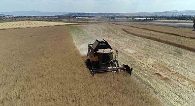 Çorum'da çiftçinin talebiyle planlı üretime alınan kanolada ilk hasat sevinci