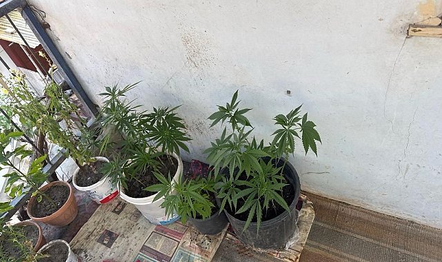 Çorum'da operasyon düzenlenen evden 21 kök kenevir çıktı: 1 gözaltı