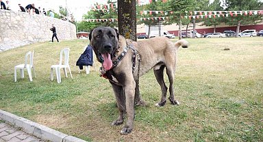 Çorum'da Türk çoban köpekleri görücüye çıktı