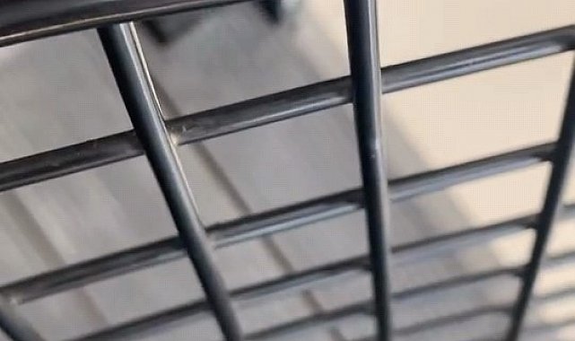 Dantel böceği İnegöl'de görüntülendi