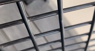 Dantel böceği İnegöl'de görüntülendi