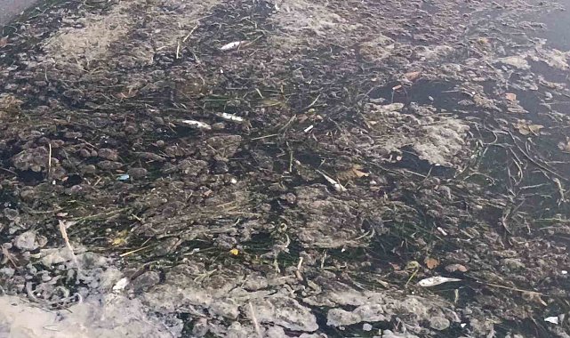 Değirmenaltı Deresi'nde balık ölümleri inceleniyor: Kurumlar seferber oldu