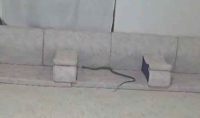 Derecik'te misafir bekleyen ailenin evine yılan girdi