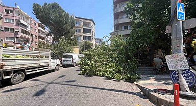 Devrilen ağaç iki araca zarar verdi