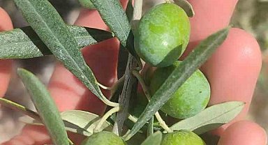 Didim'de zeytin üreticilerine sinek uyarısı