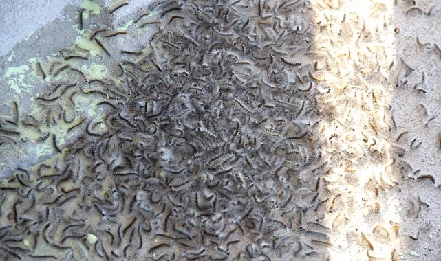 Doğu Karadeniz'de 'istilacı böcek' alarmı