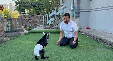Doğuştan engelli yavru keçiyi sahiplenip evlatları gibi büyütüyorlar