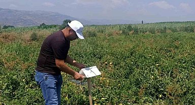 Domates, pamuk ve ayçiçeği tarlalarında saha denetimi