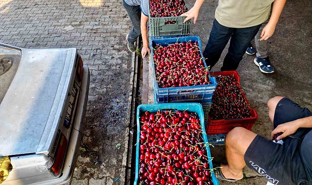 Dünya sofralarını süsleyen 'Napolyon' kirazda bereket yaşanıyor