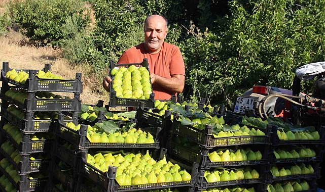 Dünyanın ilk incirinde son hasat bereketi
