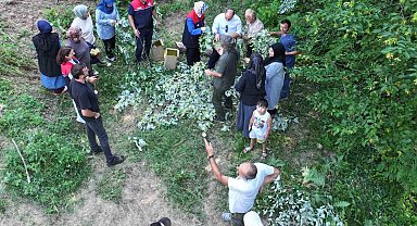 Düzce'de ıhlamur hasadı başladı