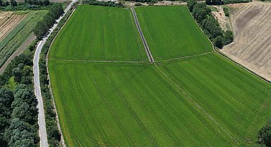 Edirne'de çeltiğe su bereketi: Rekolte 400 bin tonu aşacak