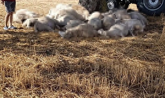 Edirne'de sağanak ve dolu yağışı: Yıldırım 30 koyunu telef etti, dolu çatılara zarar verdi