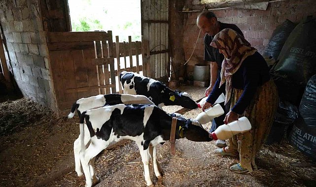 Edirne'de üçüz buzağı sürprizi: "Rabbim bereketini üç kat verdi"