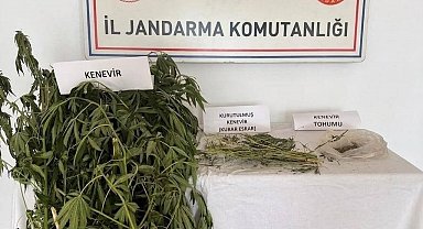 Efeler'de kenevir operasyonu