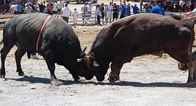 Ege'nin pehlivan boğaları Germencik'te arenaya çıktı