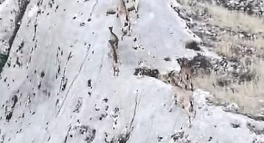 Elazığ'da dağ keçileri dronla görüntülendi