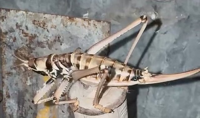 Elazığ'da etçil çekirgeler görüntülendi