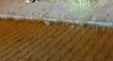 Elazığ'da kedi ile yılanın mücadelesi kamerada