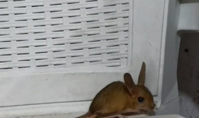 Elazığ'da nesli tehdit altında olan Arap Tavşanı görüldü
