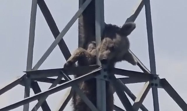 Elektrik direğine tırmanan ayı telef oldu