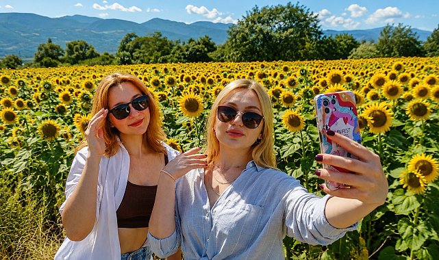 Erzincan'da ayçiçeği tarlaları sarıya büründü