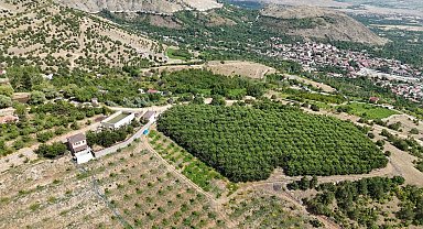 Erzincan'ın yüksek rakımlı kiraz bahçesinde hasat mesaisi