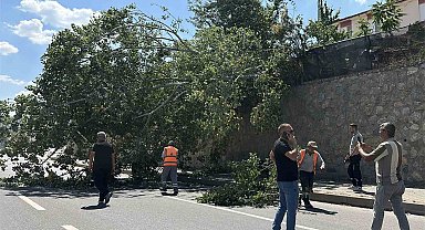 Eskişehir'de devrilen ağaç kara yolunu kısmen trafiğe kapattı