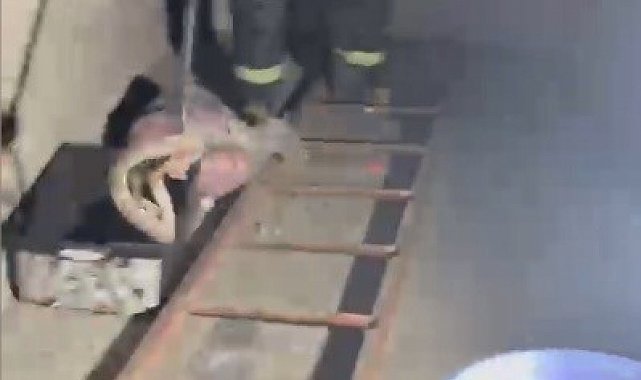 Evde görülen zehirli engerek itfaiye ekiplerince yakalandı