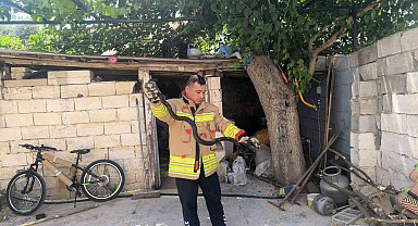 Evin bahçesinde görülen 2 karayılan paniğe neden oldu