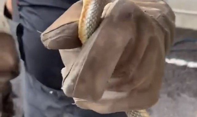 Feribottan inen araçtan yılan çıktı