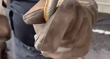 Feribottan inen araçtan yılan çıktı