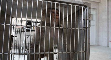 Firari maymun, ortalığı birbirine kattığı konteyner kentte kendisine ekmek vermek isteyen kadını yaraladı