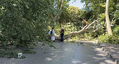 Florya'da asırlık çınar aracın üzerine devrildi, yol trafiğe kapandı