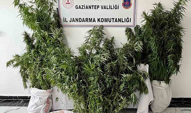 Gaziantep'te 215 kök kenevir ele geçirildi: 1 gözaltı