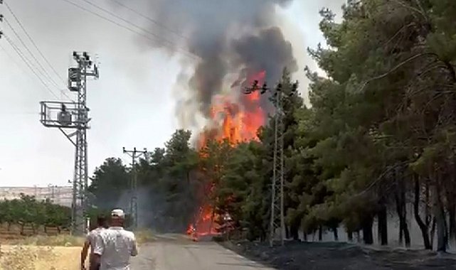 Gaziantep'te orman yangını