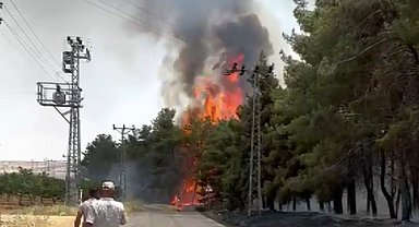 Gaziantep'te orman yangını