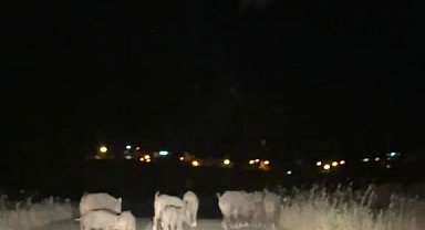 Gercüş'te domuz sürüleri tarım alanlarına zarar veriyor