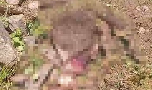 Gümüşhane'de kaybolan inek ayı tarafından parçalandı