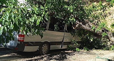 Hakkari'de park halindeki aracın üzerine ceviz ağacı devrildi