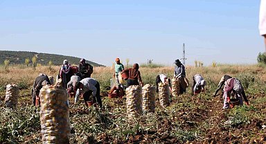 Hasadı başlayan patates fiyatıyla üreticilerin yüzünü güldürdü