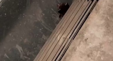 Havalandırma kazanına düşen 2 yavru kediyi öğretmen ve personel kurtardı